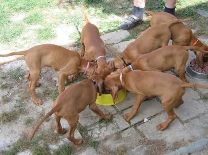 Süsse Magyar Vizsla Welpen abzugeben