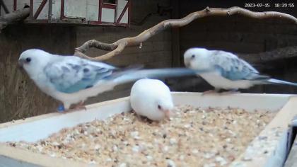 Opaline und Albino Singsittiche