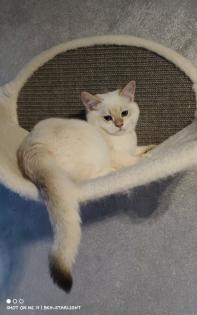 BKH Kitten mit Stammbaum Gesundheitszeugnis