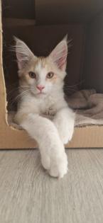 Maine coon kitten suchen ein Zuhause