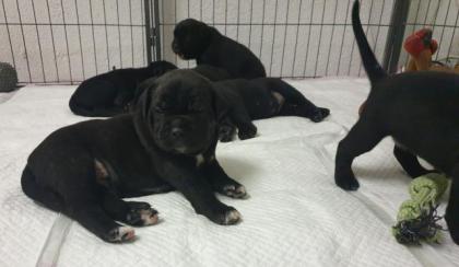 Zürich 8 süsse Cane Corso Welpen suchen Lebensplatz