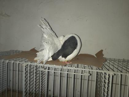 Pfautauben