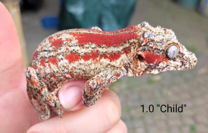 Rhacodactylus auriculatus Höckerkopfgeckos für HAMM