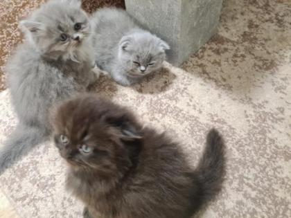 Scottish katzen lange und kurze Haare
