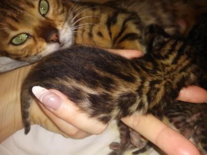 Bengalkitten Katze Kater mit Stammbaum