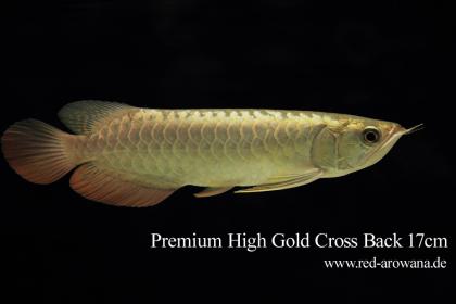 Asiatische Arowanas Drachenfische