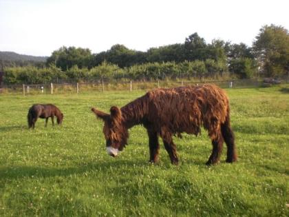 Poitou-Esel-Hengst