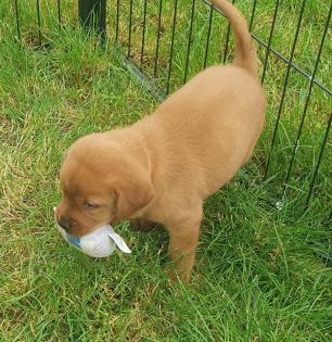 Labradorwelpen suchen ein Zuhause