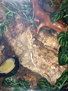 Kronengeckos Correlophus ciliatus - Nachzuchten abzugeben