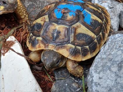 Griechische Landschildkröten, THH und Tm weissingeri von 21 von Privat