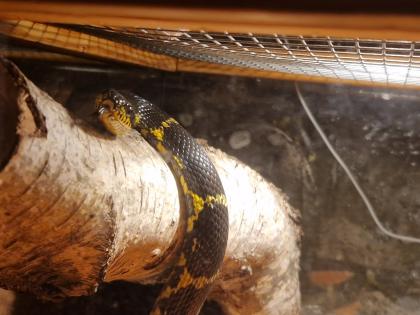 Amurnatter inklusive Terrarium