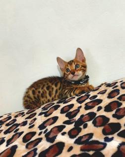 Bengal katze, Baby Katzen