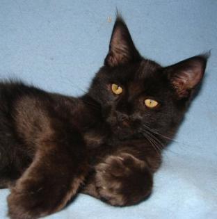 Maine Coon Katerchen Dylan