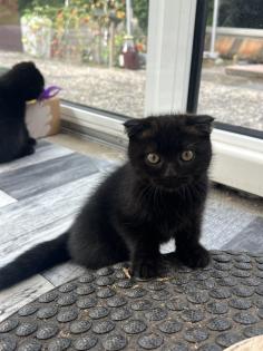 2 süße Kitten abzugeben in tierliebe Hände