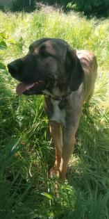 Doggen Mix Rüde sucht neues Zuhause