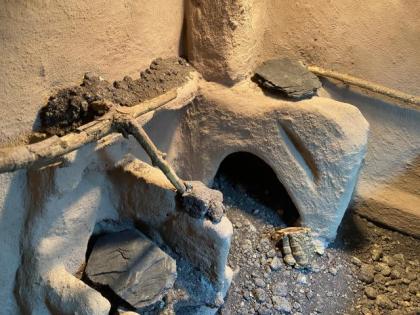 Bartagame inklusive Terrarium und Zubehör