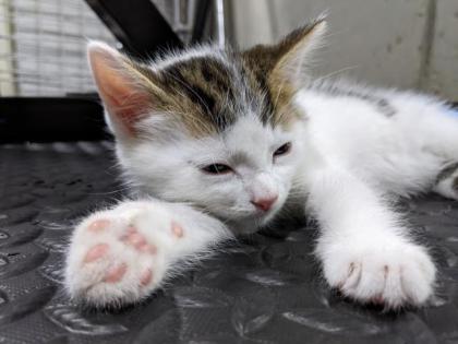 Selkirk Rex Mix Kitten