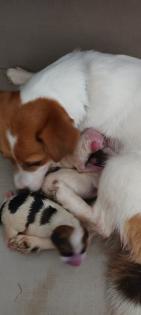 Jack Russel Terrier Welpen