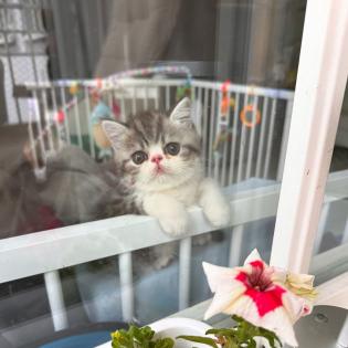 Exotic Shorthair Kitten männlich Fibie sucht eine neue Familie - mit Stammbaum