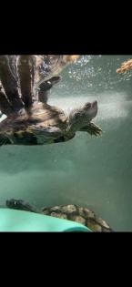 Biete 2 Wasserschildkröten Höckerschildkröten