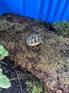 Griechische Landschildkröten aus 2021 und 2022 Testudo hermanni zu verkaufen
