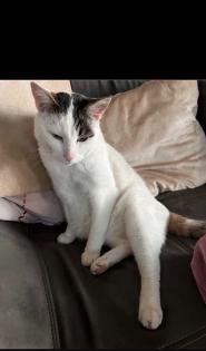 Kater vermisst