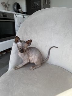 Kanadische Sphynx Kitten