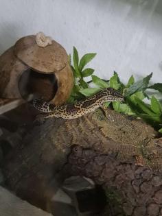 3 Leopardengeckos mit komplettset Terrarium.