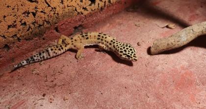 Verkaufe Leopardgeckodame