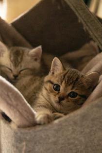 Süße BKH Kitten, British Kurzhaar Katzenbabys