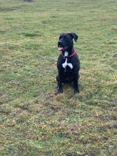 Boxer mix Hündin 1 Jahr