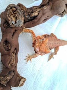 Bartagame weibchen