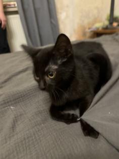 Katzen Babys mischlinge