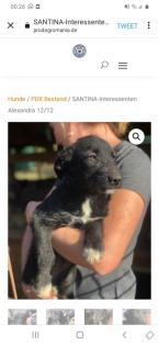 Tolle Welpen, Junghunde Hundesenioren