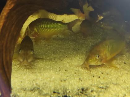 15x adulte Smaragdpanzerwelse - Corydoras splendens