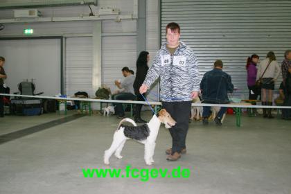 Rasse Mischlings-Hundeschau CAC Landessiegerschau in Ruppertsweiler 1. März
