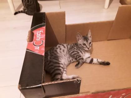 Süsse Bengal Britisch Kurzhaar Kitten