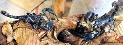 Schwarzer Thaiskorpion groß Heterometrus spinifer Skorpion