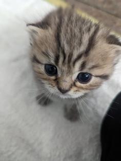 Sechs süße BKH Kitten geb. 06. 05. 23 suchen ab Ende Juli ein neues Zuhause