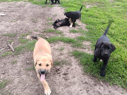 Verkaufe Süße Hunde