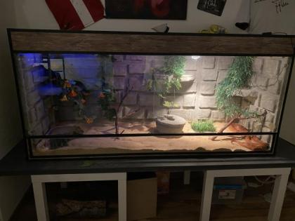 Kornnattern - weiblich inkl. Terrarium und Zubehör