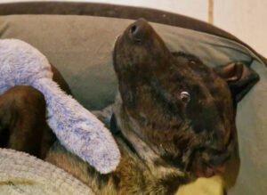 KENAI - männlich 2 Jahre 68 cm 34 kg Doggen-Mix Gechipt Kastriert