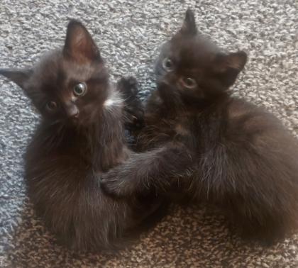 Siam Kitten Black Mixt
