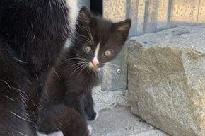 Babykatzen zu verkaufen