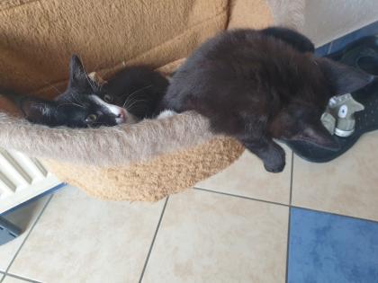 Katzen Kinder Kitten