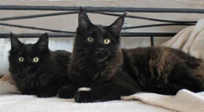 Reinrassige Maine Coon black/black smoke- mit Stammbaum eines eingetragenen Vere