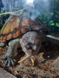 Wasserschildkröte / Klappschildkröte/ kinosternon cruentatum