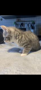 Kleines Bkh Mix Katerchen sucht zu Hause