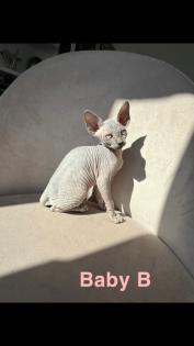 Kanadische Sphynx Kitten