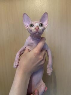 2 Kanadian Sphynx Mädchen